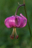 Lilium pilosiusculum