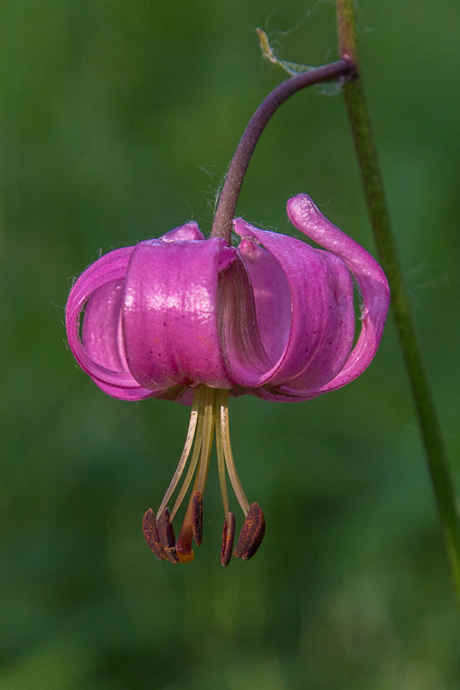 Image of Lilium pilosiusculum specimen.