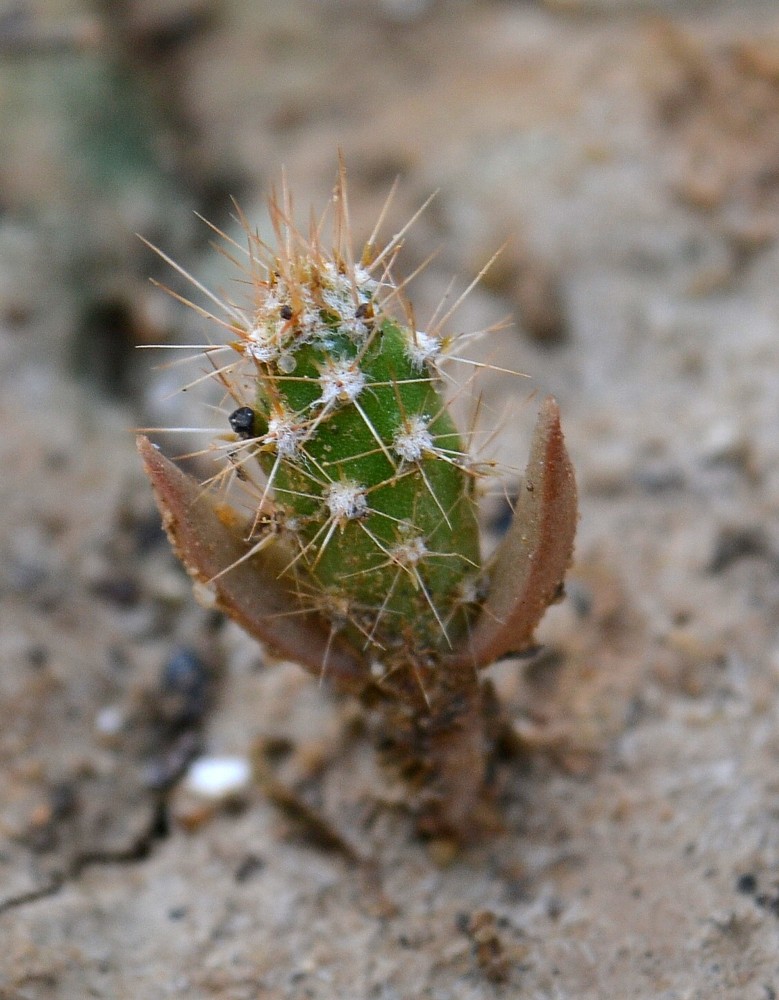 Изображение особи Opuntia tortispina.