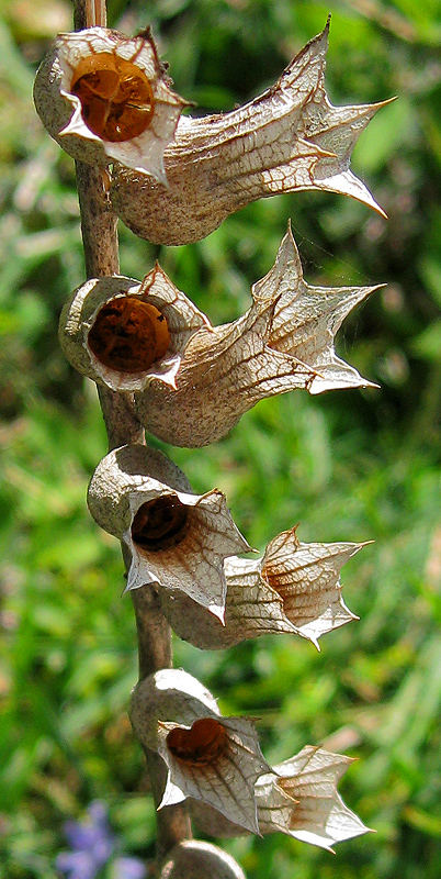 Изображение особи Hyoscyamus niger.