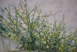 Verbascum pinnatifidum