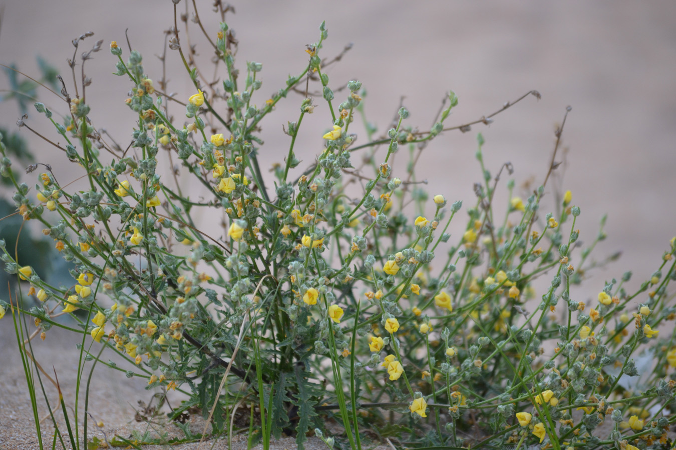 Image of Verbascum pinnatifidum specimen.