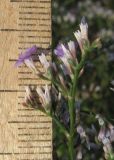 Limonium scoparium. Часть соцветия и цветок. Крым, Карадагский заповедник, Биостанция, степной участок. 5 августа 2014 г.
