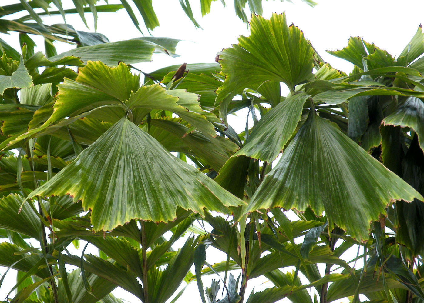 Image of Caryota mitis specimen.