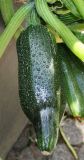 Cucurbita pepo. Невызревший плод. Германия, г. Дюссельдорф, Ботанический сад университета. 03.07.2014.