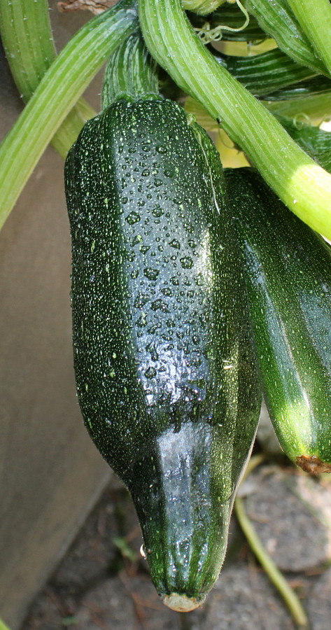 Image of Cucurbita pepo specimen.