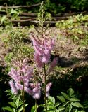 Astilbe chinensis variety davidii. Соцветия. Германия, г. Дюссельдорф, Ботанический сад университета. 03.07.2014.
