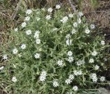 Stellaria dichotoma