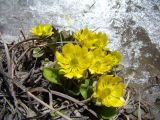 Oxygraphis glacialis