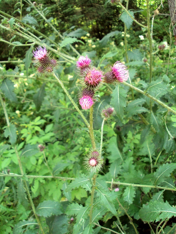 Image of Cirsium waldsteinii specimen.