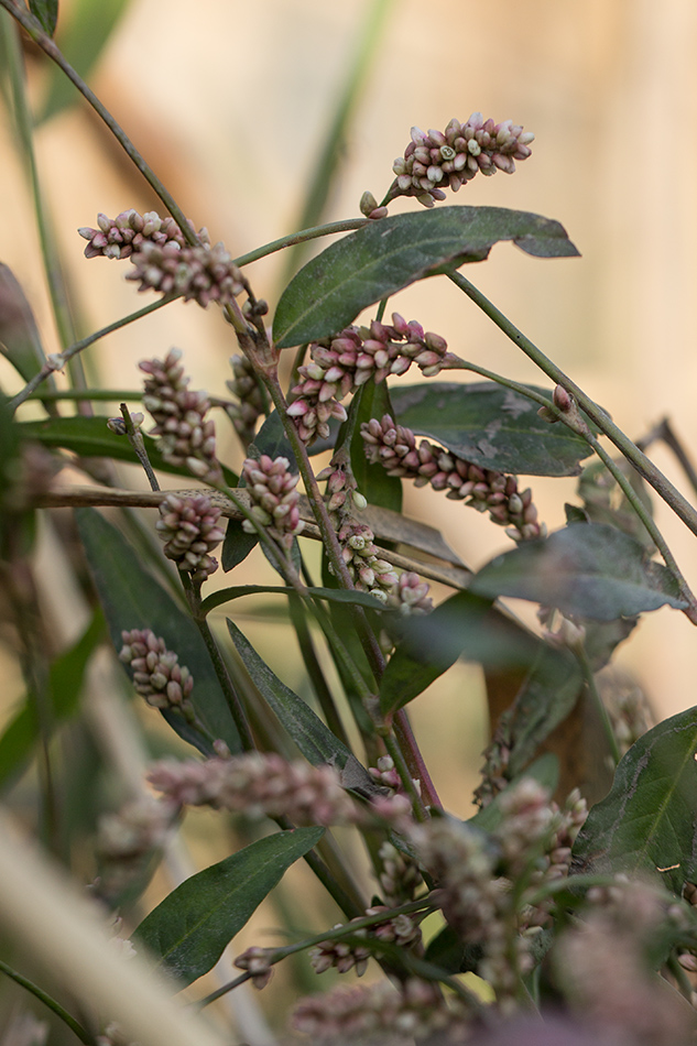 Image of Persicaria maculosa specimen.