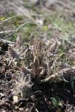 Pedicularis olgae. Зацветающее растение. Южный Казахстан, горы Алатау, склоны вершины 1734, ~1300 м н.у.м. 16.04.2014.
