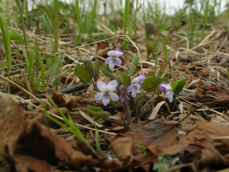 Image of Viola selkirkii specimen.