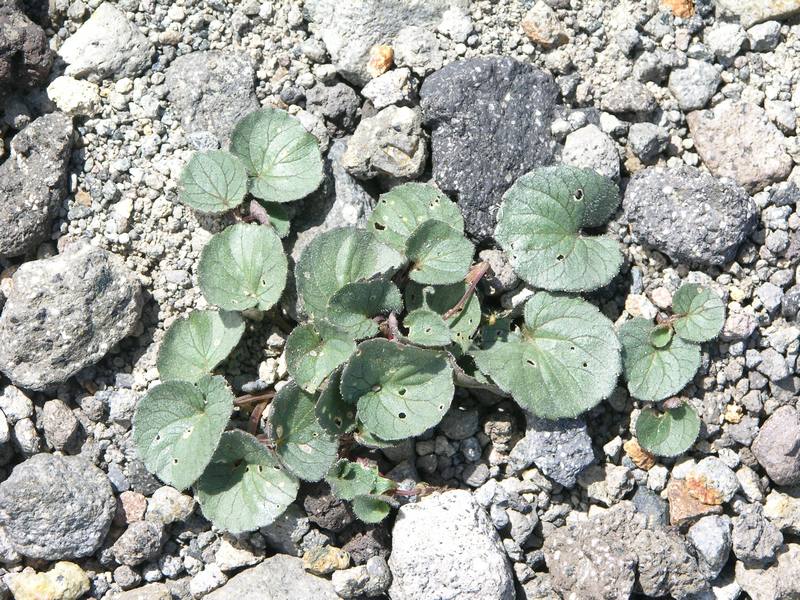Image of Viola avatschensis specimen.
