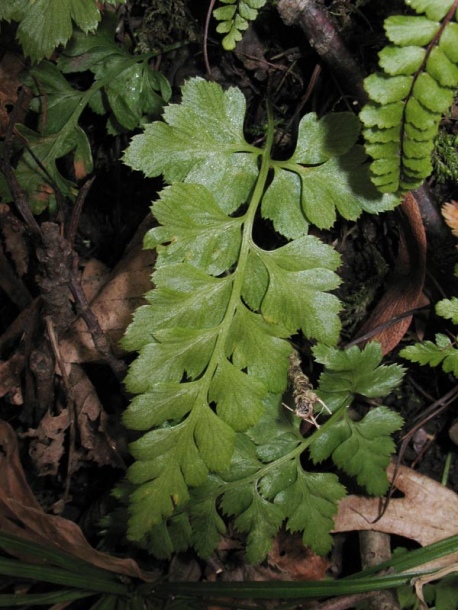 Изображение особи Asplenium adiantum-nigrum.