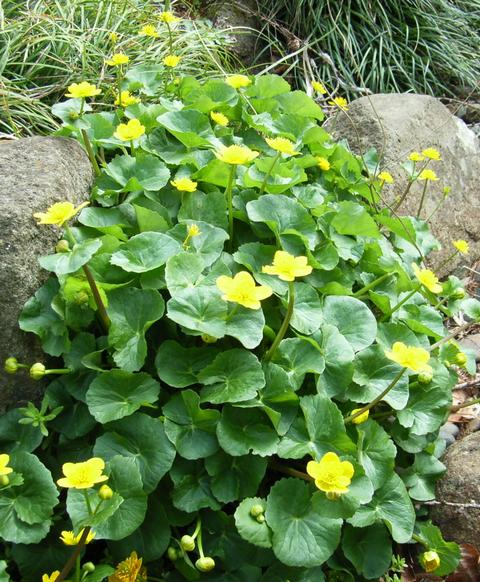 Image of Caltha sibirica specimen.