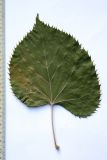 Tilia mandshurica. Засушенный лист (вид сверху). Узбекистан, г. Ташкент, Ботанический сад им. Ф.Н. Русанова, 12.09.2009.