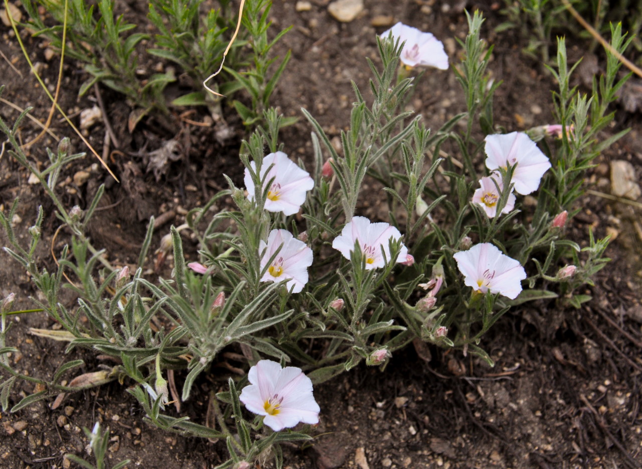 Изображение особи Convolvulus ammannii.