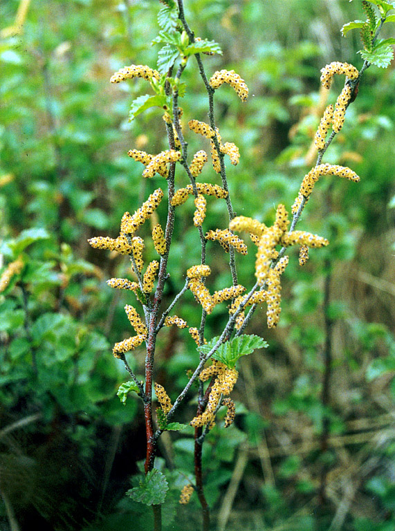 Image of Betula humilis specimen.