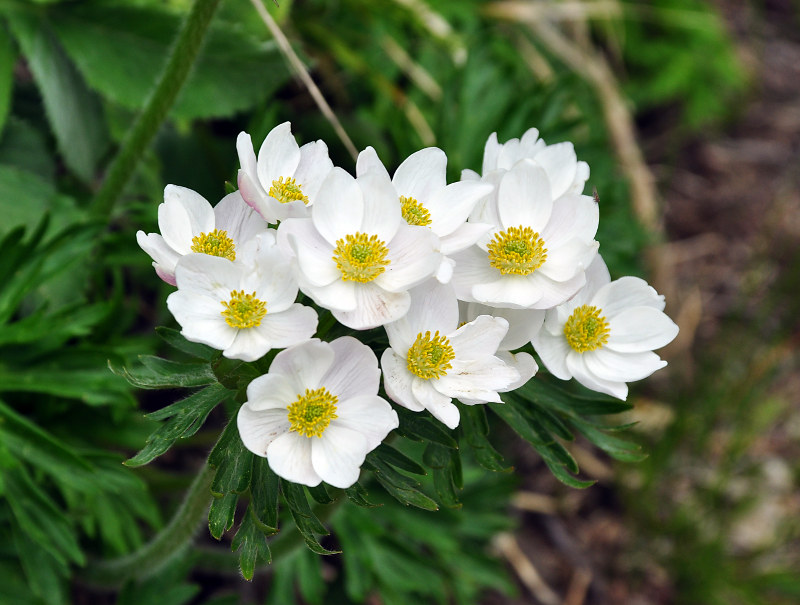 Image of Anemonastrum fasciculatum specimen.