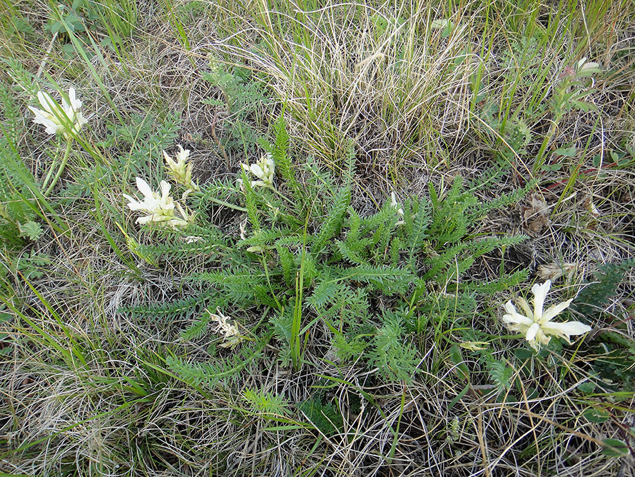 Image of Oxytropis muricata specimen.