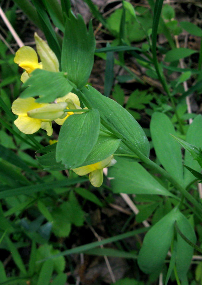 Image of Corydalis talpina specimen.