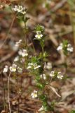 Euphrasia brevipila. Цветущие растения. Ленинградская обл., Всеволожский р-н, окр. пос. Куйвози, зарастающее осушенное болото. 06.08.2015.