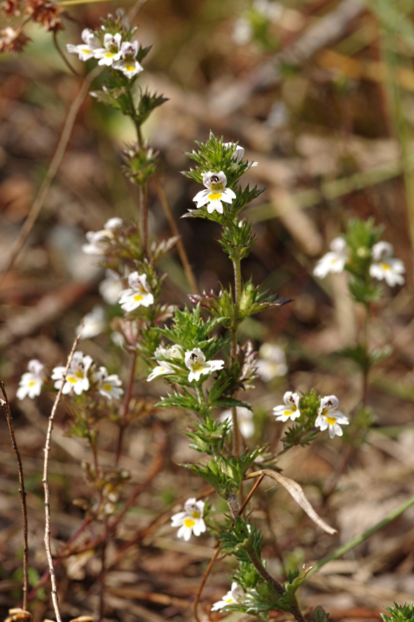 Изображение особи Euphrasia brevipila.