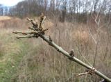 genus Fraxinus