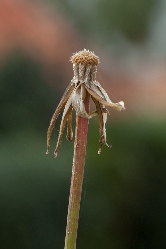 Изображение особи Urospermum picroides.