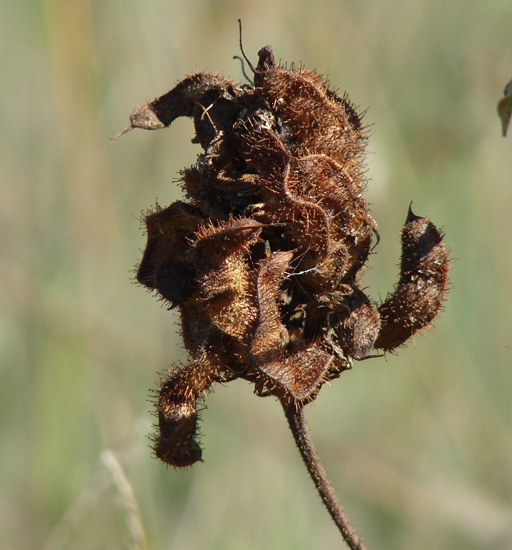 Image of Glycyrrhiza grandiflora specimen.