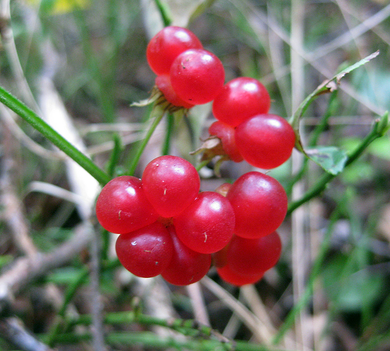 Изображение особи Rubus saxatilis.