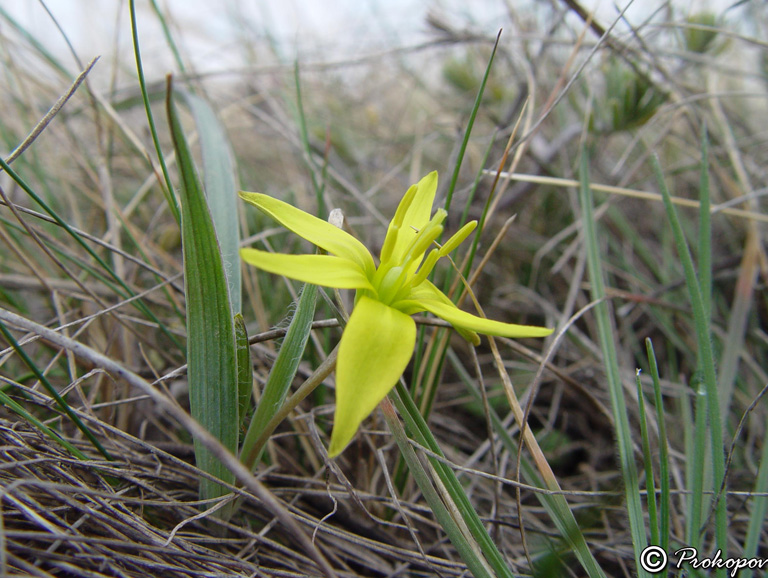 Image of genus Gagea specimen.