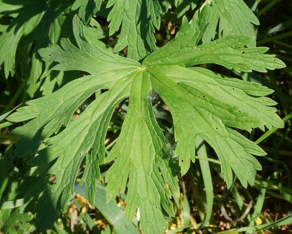 Image of Geranium affine specimen.