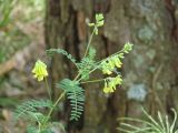 Astragalus propinquus