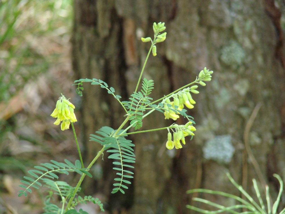 Изображение особи Astragalus propinquus.