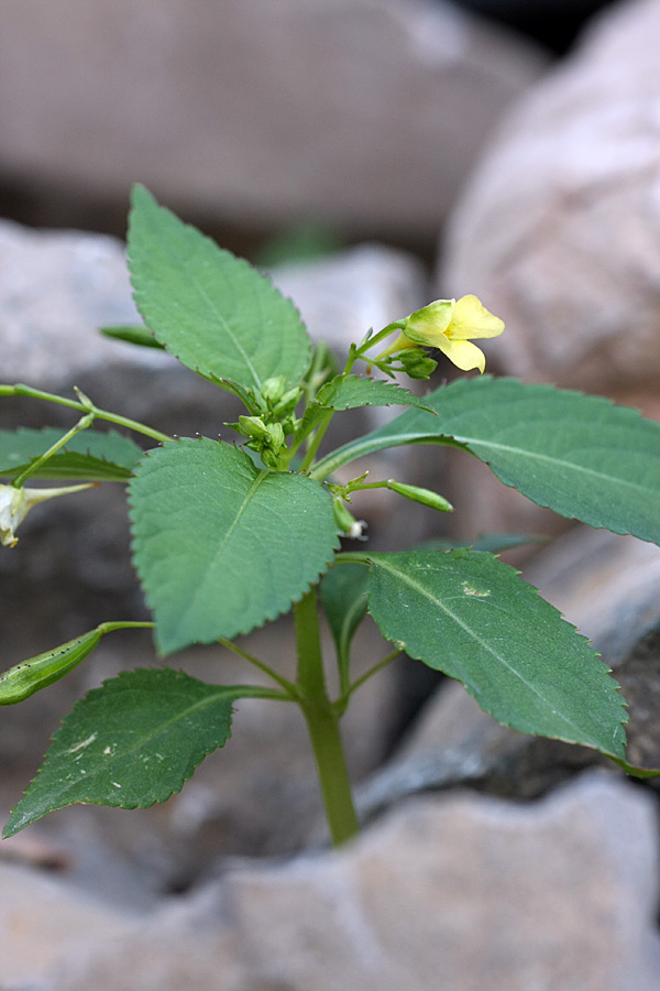 Image of Impatiens parviflora specimen.