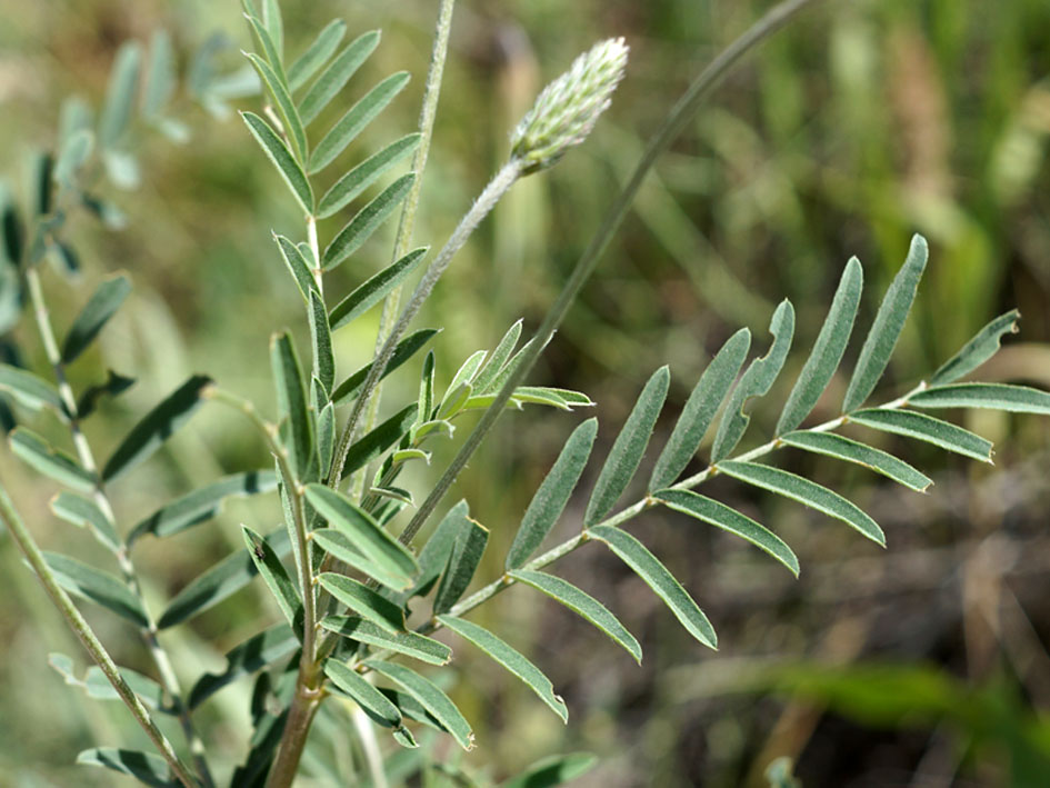 Изображение особи Onobrychis arenaria.