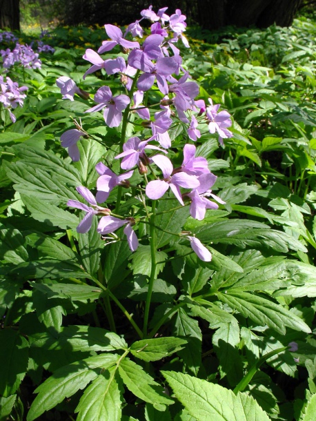 Image of Cardamine quinquefolia specimen.