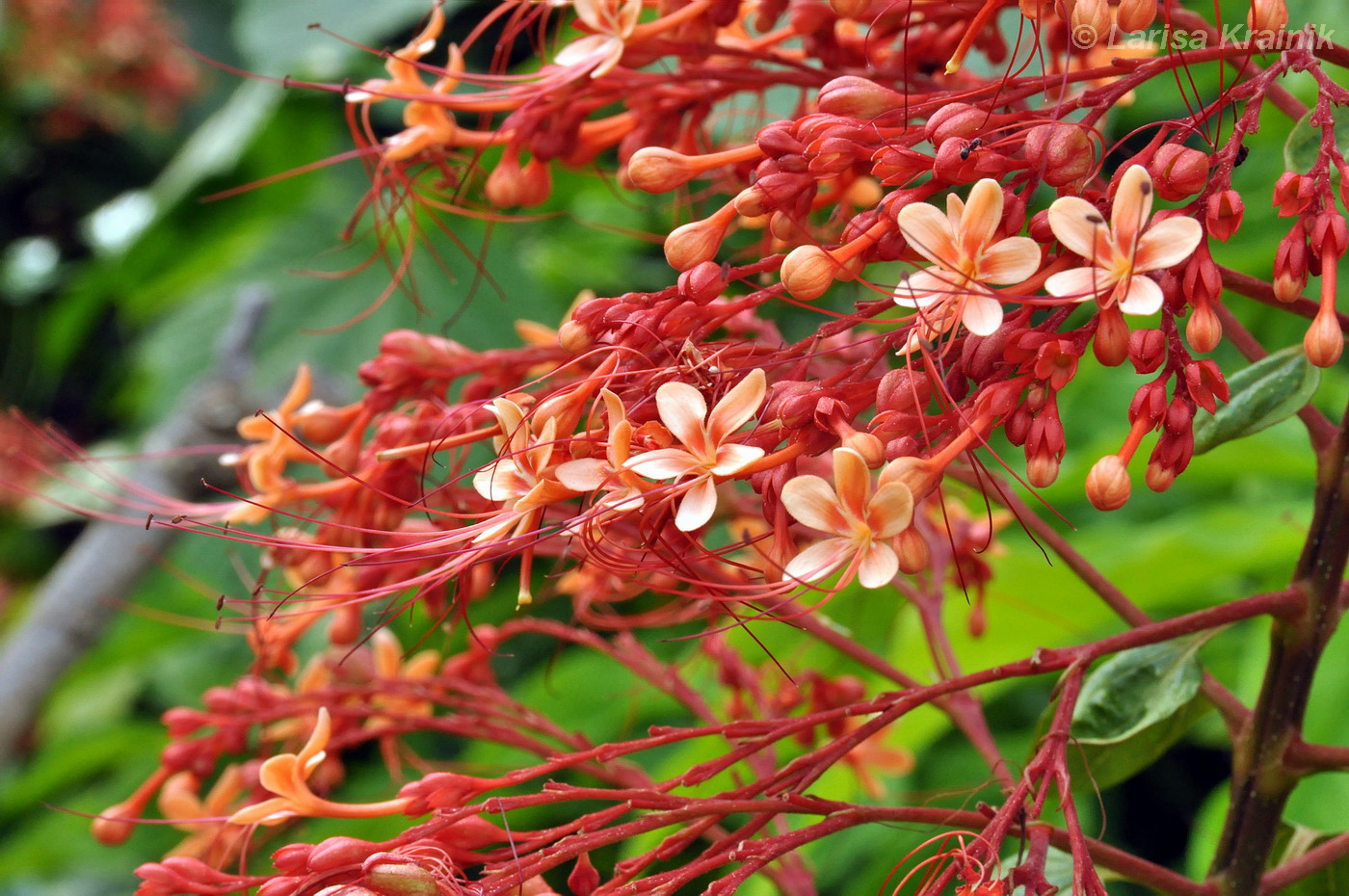 Изображение особи Clerodendrum paniculatum.