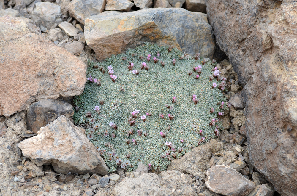 Image of Acantholimon diapensioides specimen.