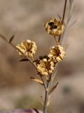 Linum altaicum. Сухие вскрывшиеся коробочки с семенами. Кыргызстан, Нарынская обл., левый берег р. Нарын, окр. с. Таш-Башат. 08.10.2015.