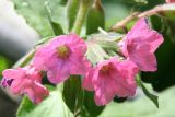 Pulmonaria mollis