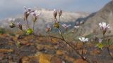 Gypsophila elegans. Соцветие с бутонами, цветками и завязавшимися плодами. Адыгея, Кавказский биосферный заповедник, гора Гузерипль, осыпной склон из ожелезнённого слабокарбонатного песчаника с обломками сидерита, ≈ 2150 м н.у.м. 26.07.2015.