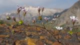 Gypsophila elegans