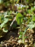 Holosteum umbellatum. Цветущее растение. Узбекистан, г. Ташкент, пос. Улугбек, санитарно-защитная зона. 06.02.2016.