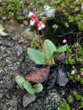 Bergenia crassifolia. Цветущее растение. Тува, Тоджинский р-н, долина р. Аржаан-Хем, ≈ 1600 м н.у.м., горная тундра. 07.07.2015.