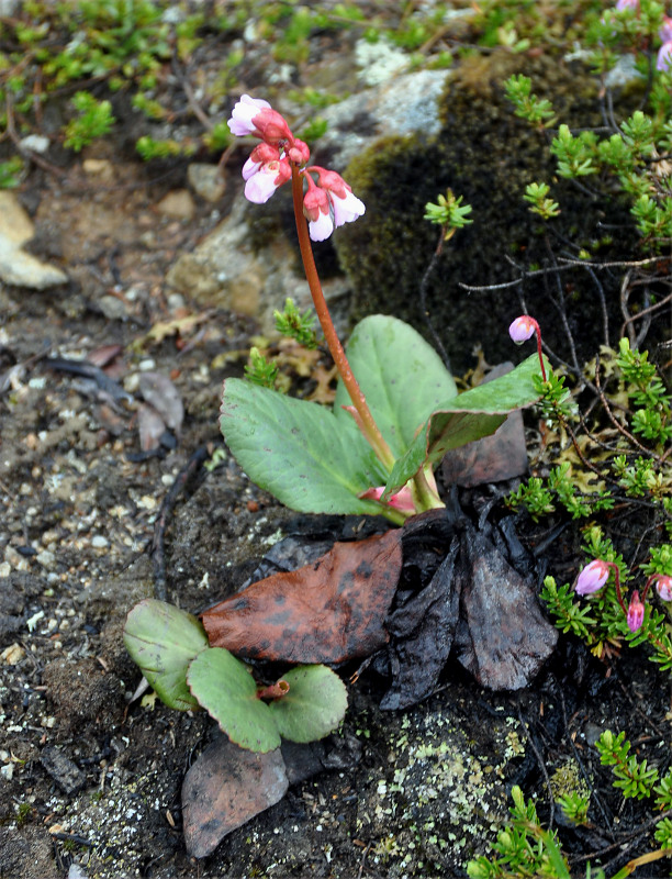 Image of Bergenia crassifolia specimen.