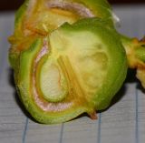 Cupaniopsis anacardioides