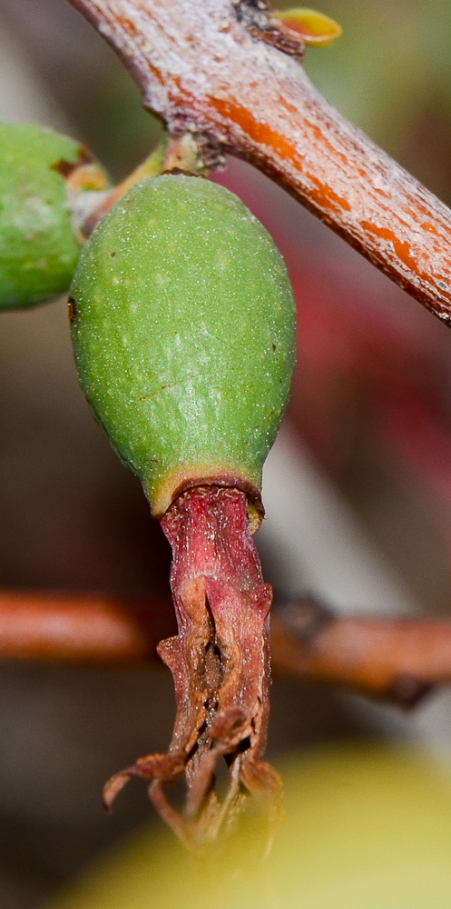 Изображение особи Plicosepalus acaciae.